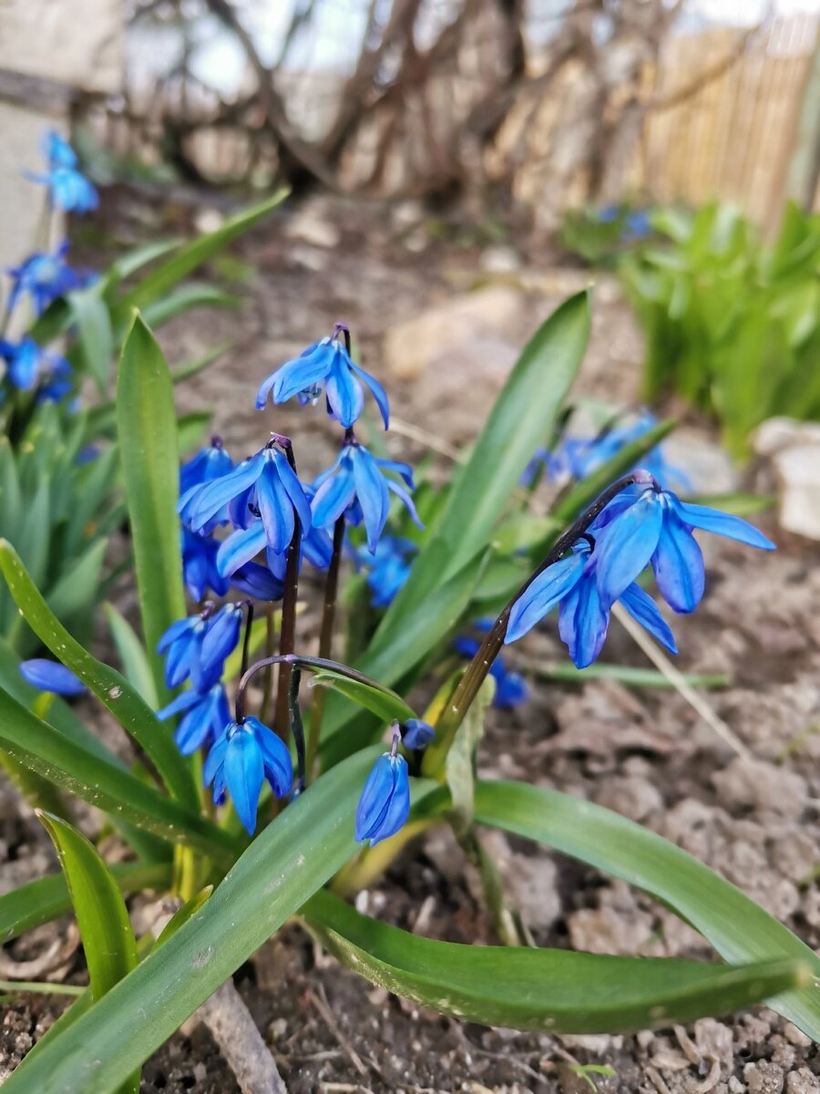 Пролеска сибирская, фото 2023 года