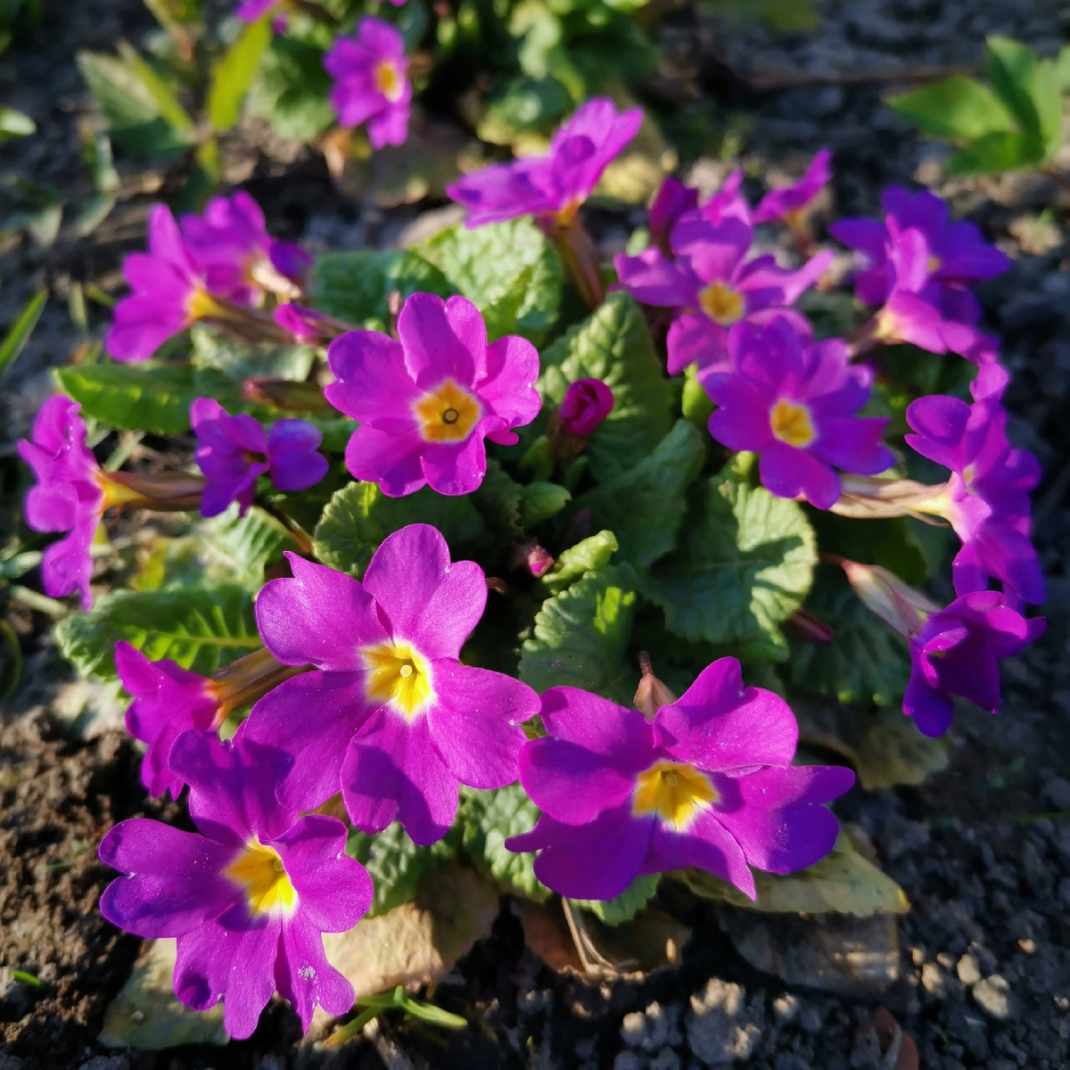 Ярко-розовая примула Юлии, фото 2023 года