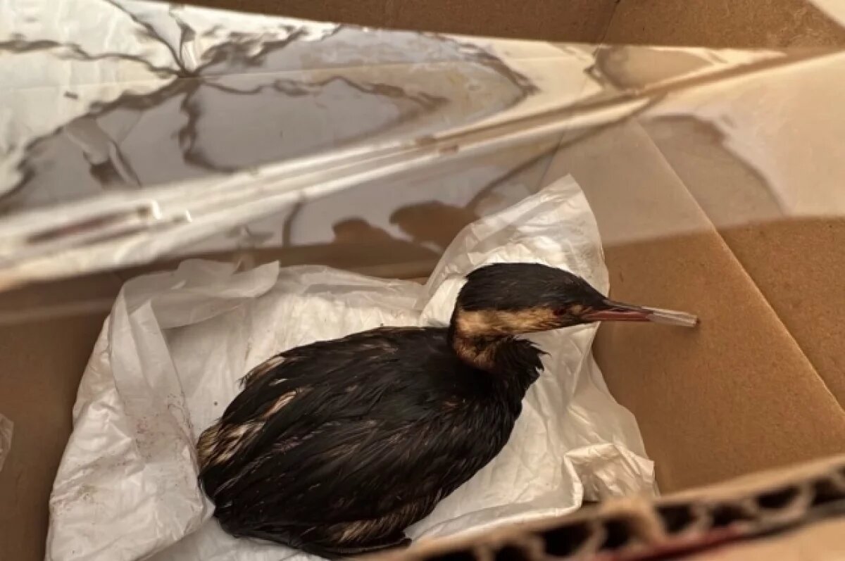    В Темрюкском районе Кубани спасли 170 птиц, испачканных мазутом