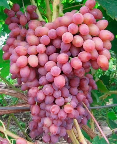 кишмиш Лучистый