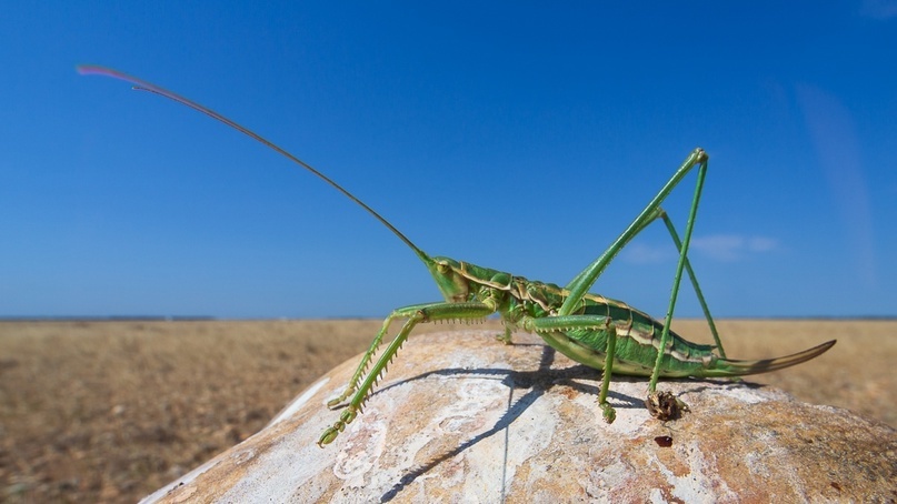 Фото: G.Corsand / Flickr.com