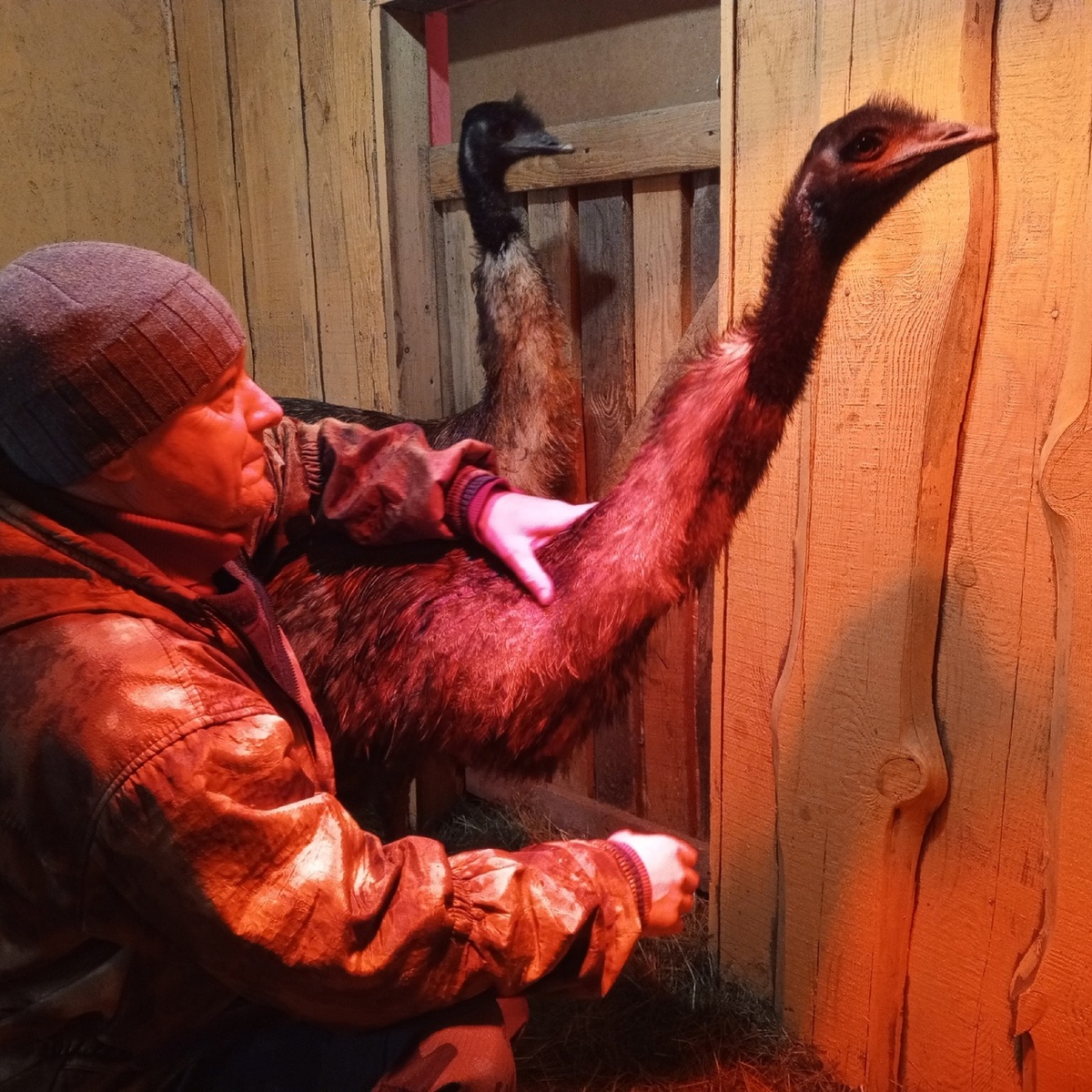 Местный страусовод Андрей Сдвижков в компании своих любимых экзотов. Личное фото автора статьи. 