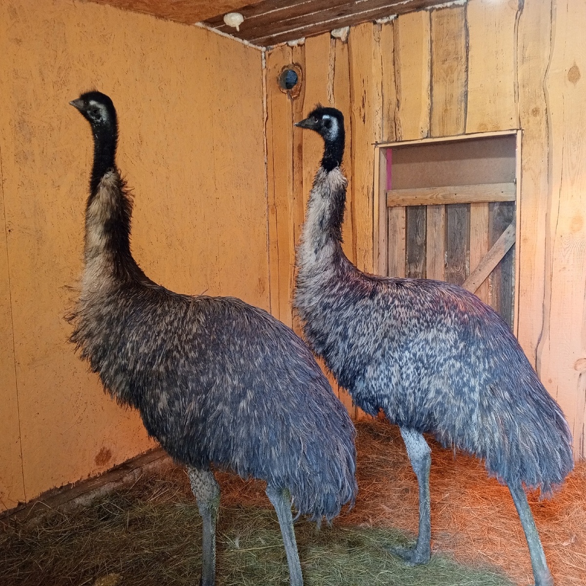 Красиво стоят...личное фото автора статьи, то есть мое!