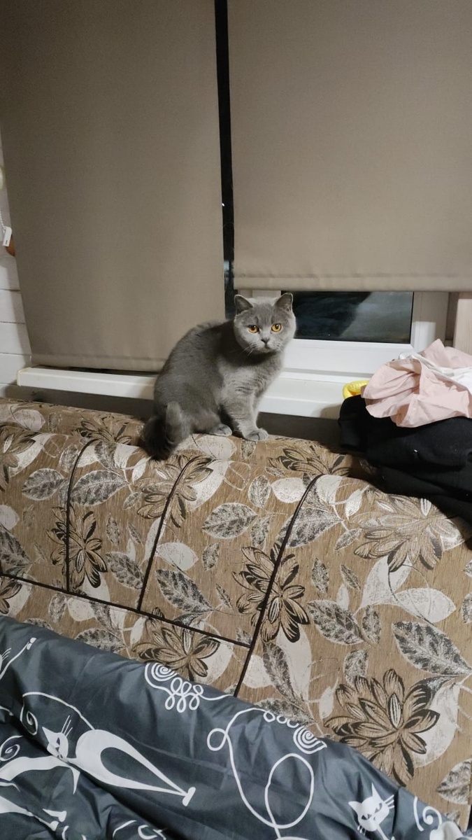 Британка Мила