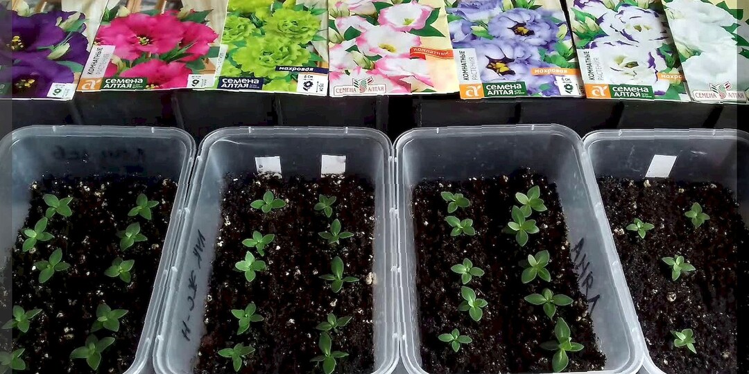 В новый дачный сезон - с новыми знаниями: отвечаем на пятьдесят интересных вопросов от начинающих дачников. Часть 3