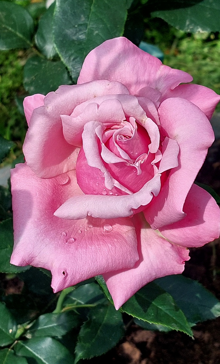 Парфюм де Либерти. Ч/г роза