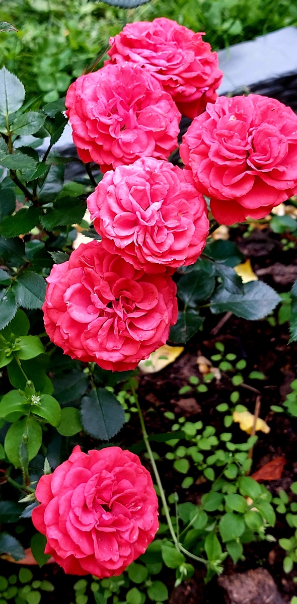 Цвергенфее. Миниатюрная роза.