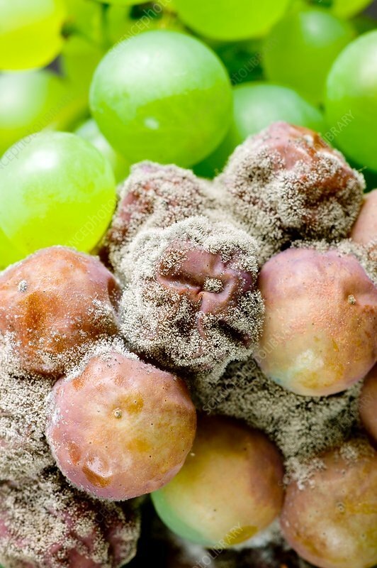 Визуально "благородная плесень" (Botrytis cinerea) выглядит как серовато-пепельный пушистый налет на ягодах винограда. Пораженные ягоды выглядят сморщенными и подсохшими, но при этом сохраняют свою целостность. Цвет ягод меняется от обычного зеленого или фиолетового до коричневато-золотистого.
Это открытие положило начало производству уникальных сладких вин, которые сегодня известны во всем мире. Благородная плесень концентрирует сахар в ягодах, придавая будущему вину неповторимый вкус и аромат