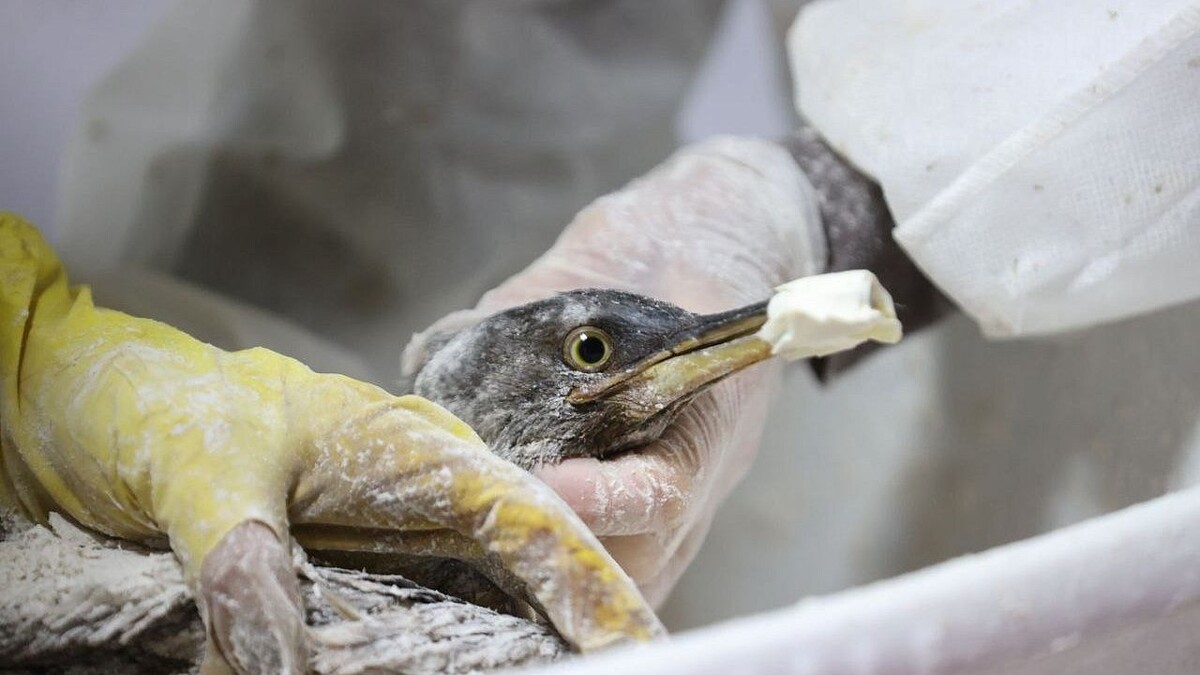    Фото: t.me/anapaofficial