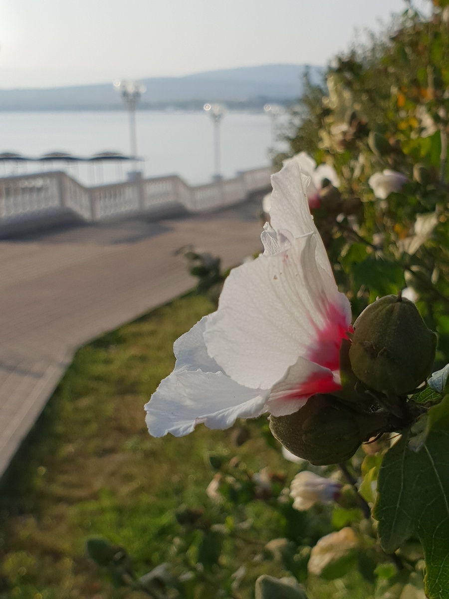 Частички, создающие аромат цветка, не ведают своего смысла. Но его так много!