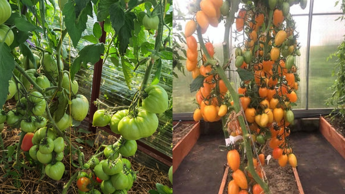 Разница между обычным и детерминантным томатом