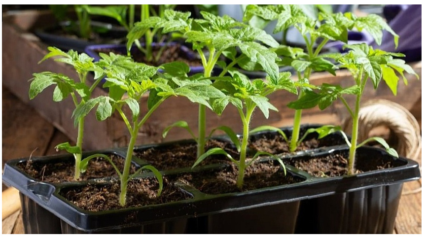 Рассада томатов