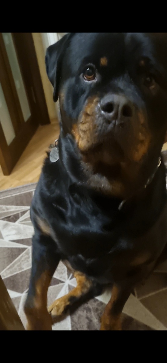 Сперва такой взгляд, потом тянет лапу. Означает : Дай! Хоть чего, но дай.😉 А Вам такое знакомо?