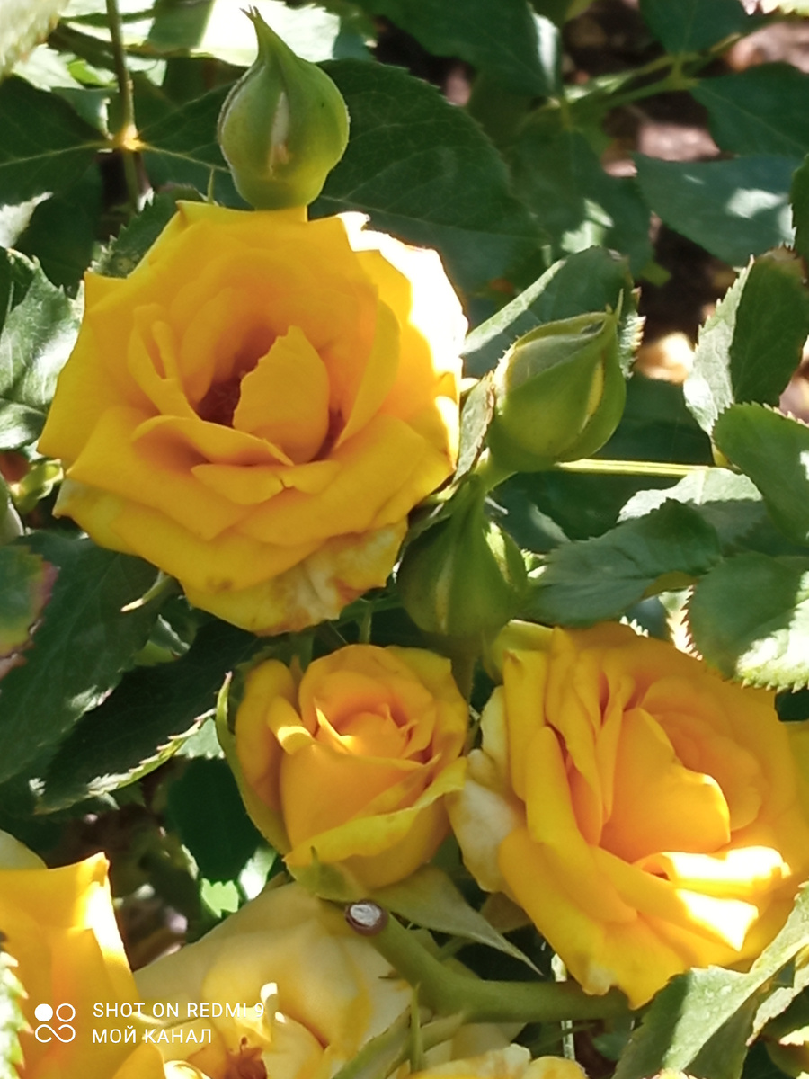 Желтые розы в городском парке. Фото автора.
