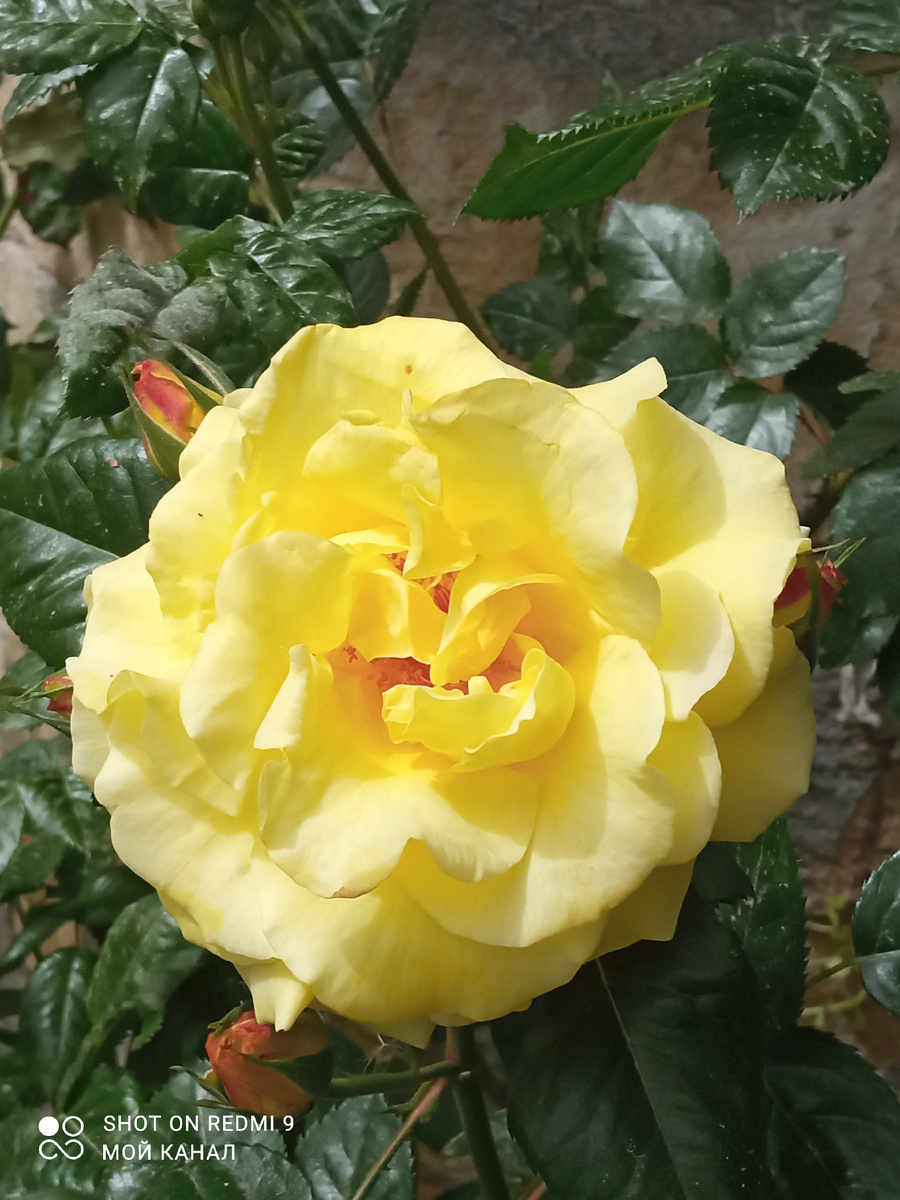 Роза в парке. Фото автора.