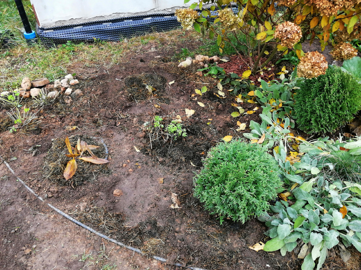 После реконструкции цветника ландыш закопан в ведре, чтобы не озорничал. Тут же посажены и купена с аквилегией. 