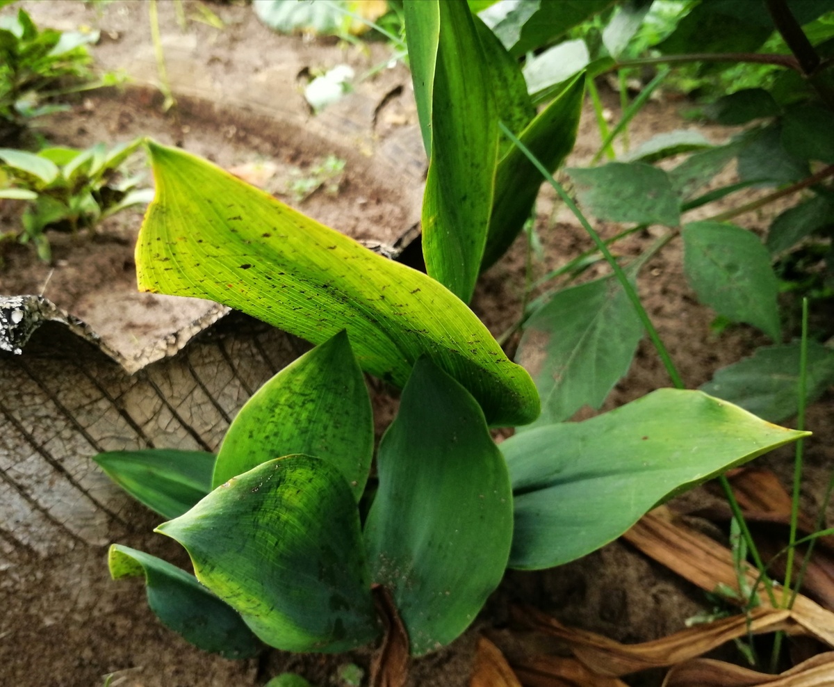 Ландыш в августе