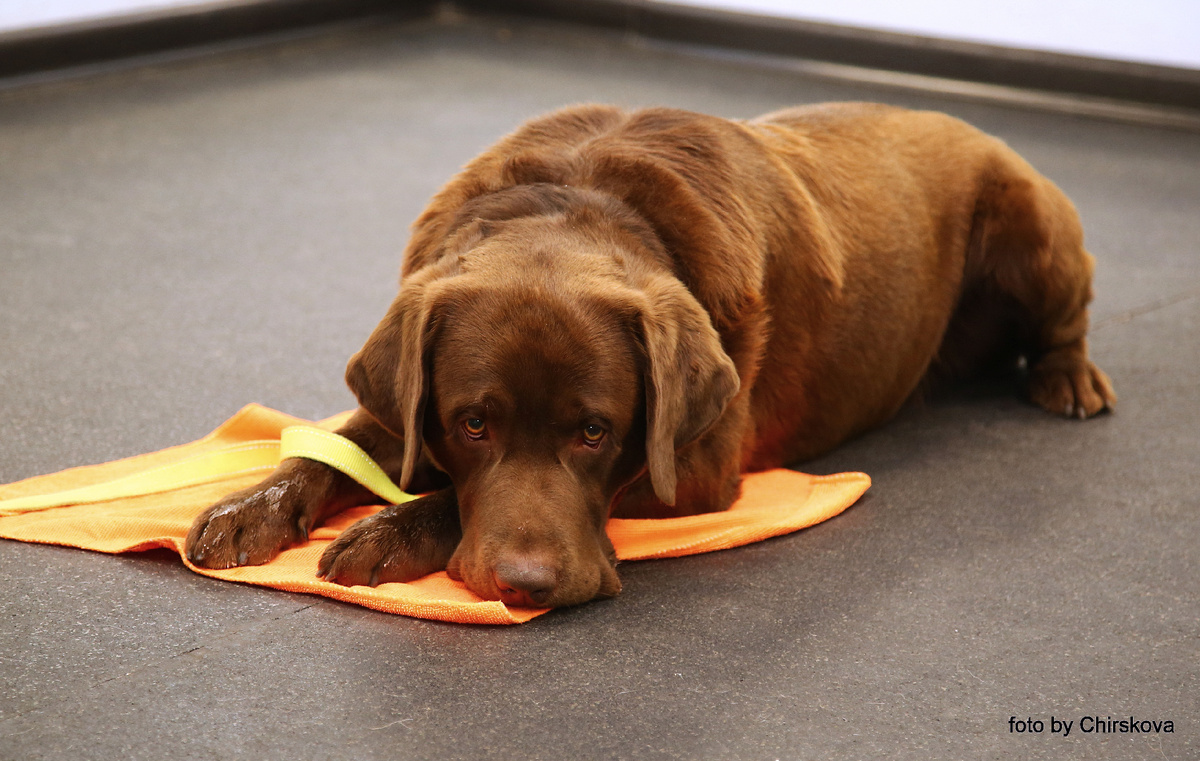 Способы борьбы с лишнем весом у собак