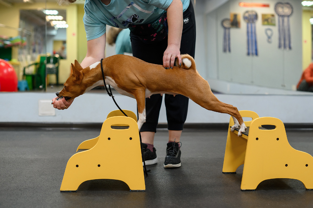 Занятия фитнесом для собак