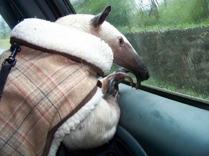 Домашний муравьед