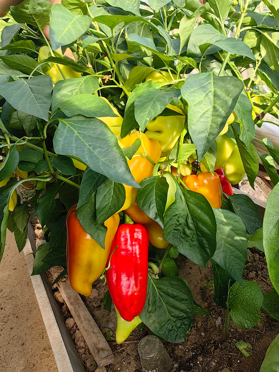 перец Темп F1