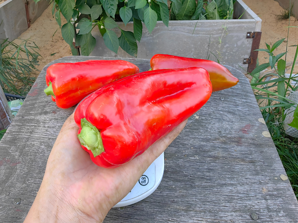 перец Темп F1