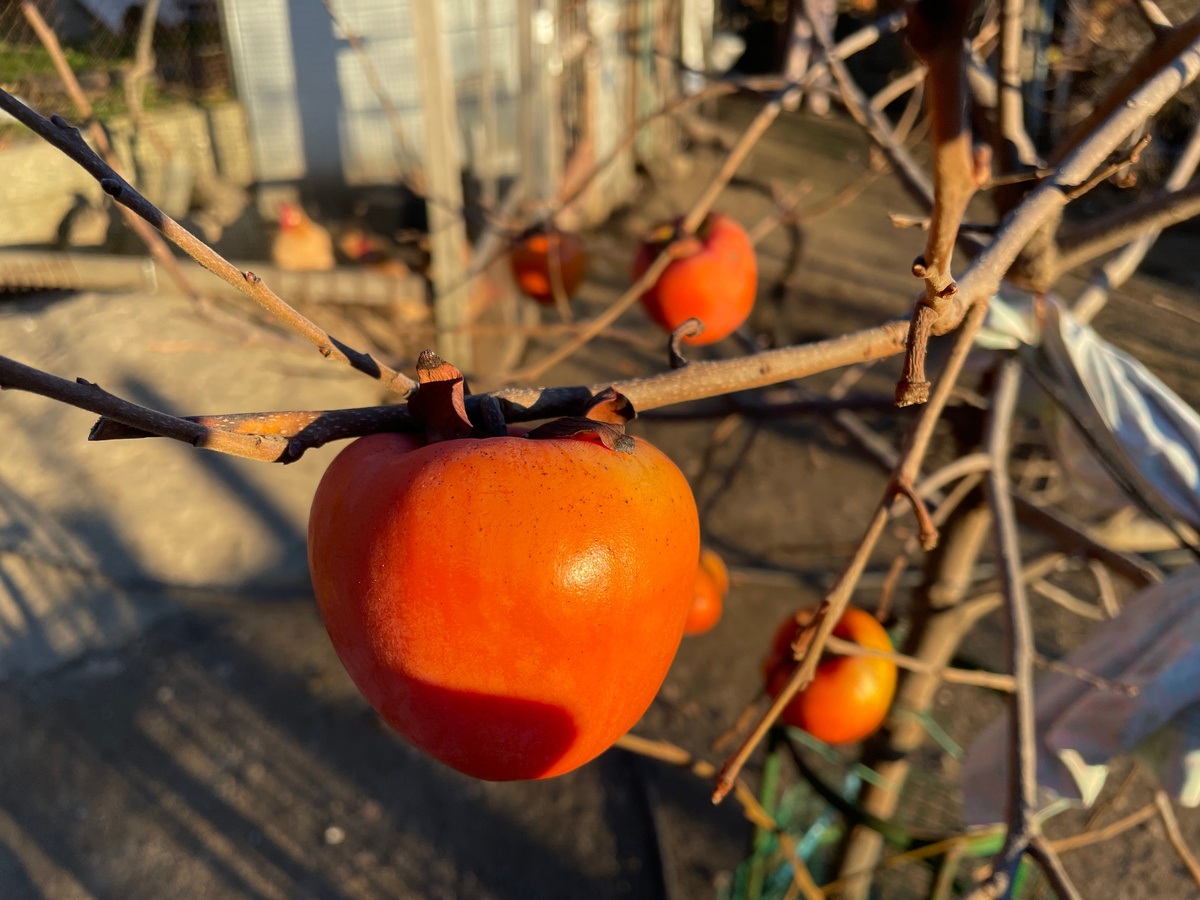 Вот такая хурма выросла из той косточки