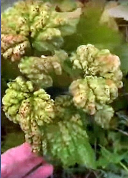 Тля на листьях смотродины