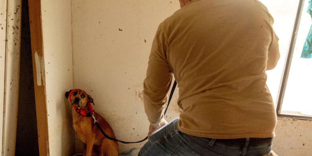 В США собака нашла хозяина из-за трогательного фото