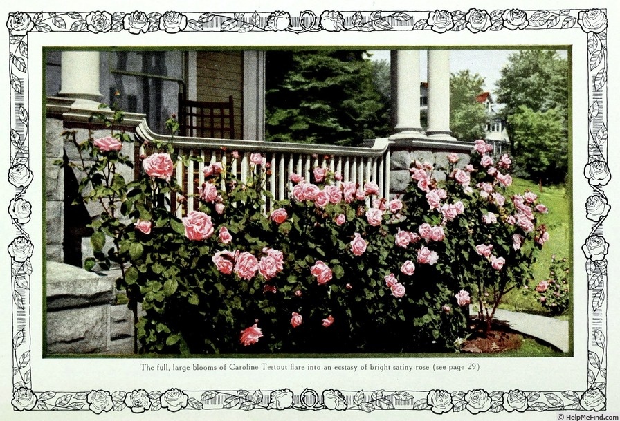 ‘Mme Caroline Testout’ (Мадам Каролин Тесту), Pernet-Ducher, 1890 год