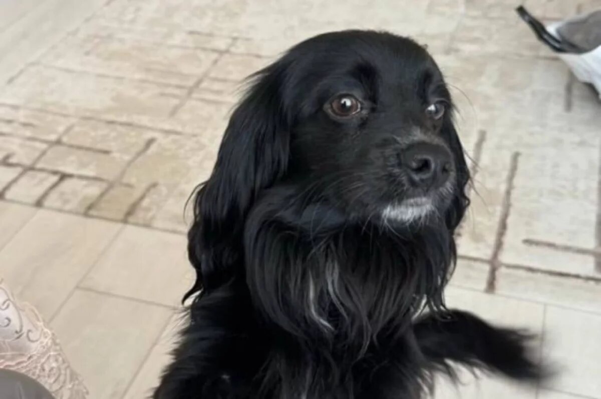    Житель Камчатки постирал собаку в стиральной машине, возбуждено дело