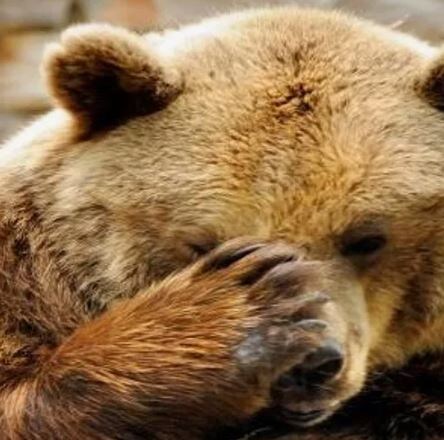 Остолопы! Причём тут мишка))