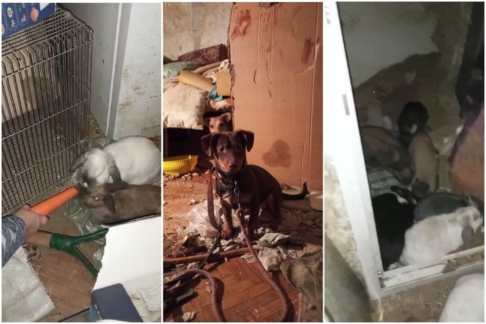    Животных удалось спасти, когда хозяйка квартиры попала в больницу.