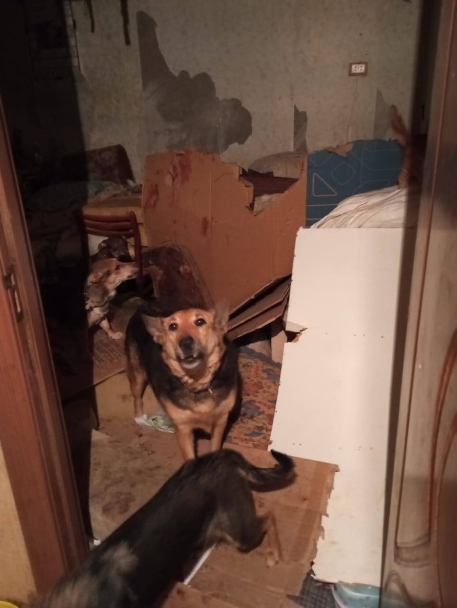    В квартире остались только собаки.