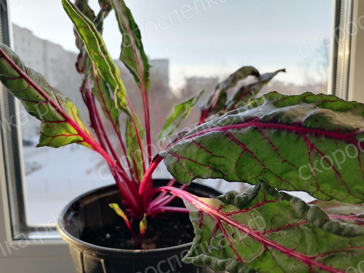 Выгонка ботвы свёклы зимой.