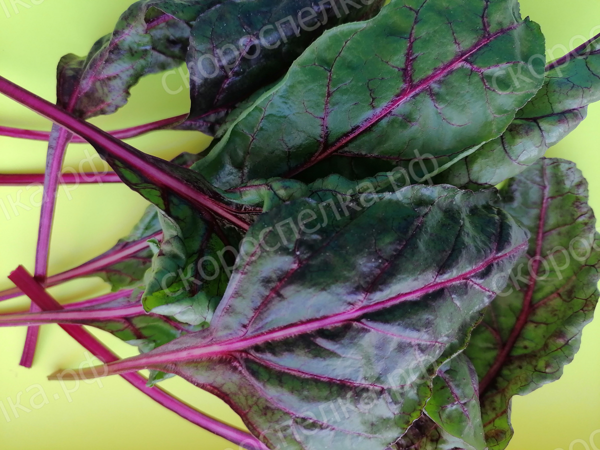 Свежая зелень зимой.