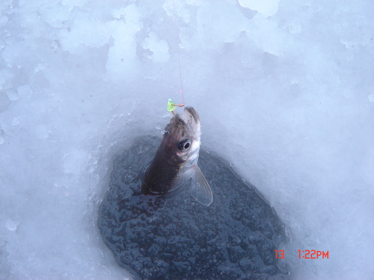 Кусочек силикона на крючке. 2006 год