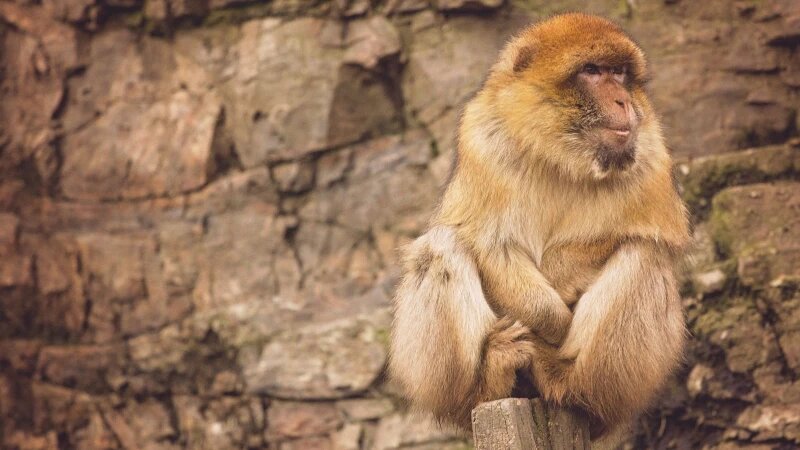     Обезьяна. СС0