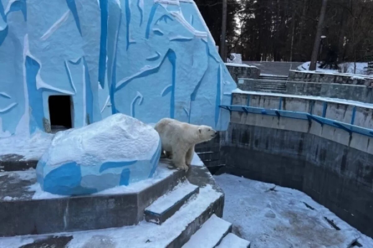    В содержании белых медведей в новосибирском зоопарке нашли нарушения