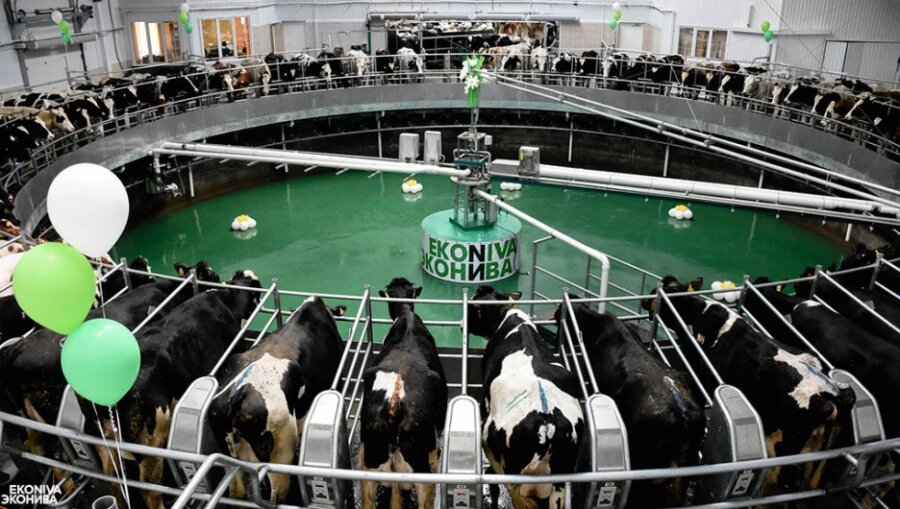   Доильный зал. Фото: «ЭкоНива» Анна Камалова