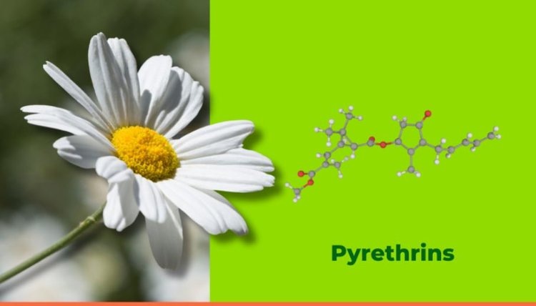    Натуральные пиретрины укрепят свои позиции на рынке биоинсектицидов в 2025 году