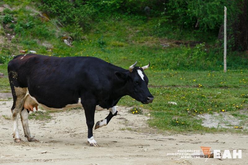    ЕАН. Среди предприятий распределят более 236 млн рублей