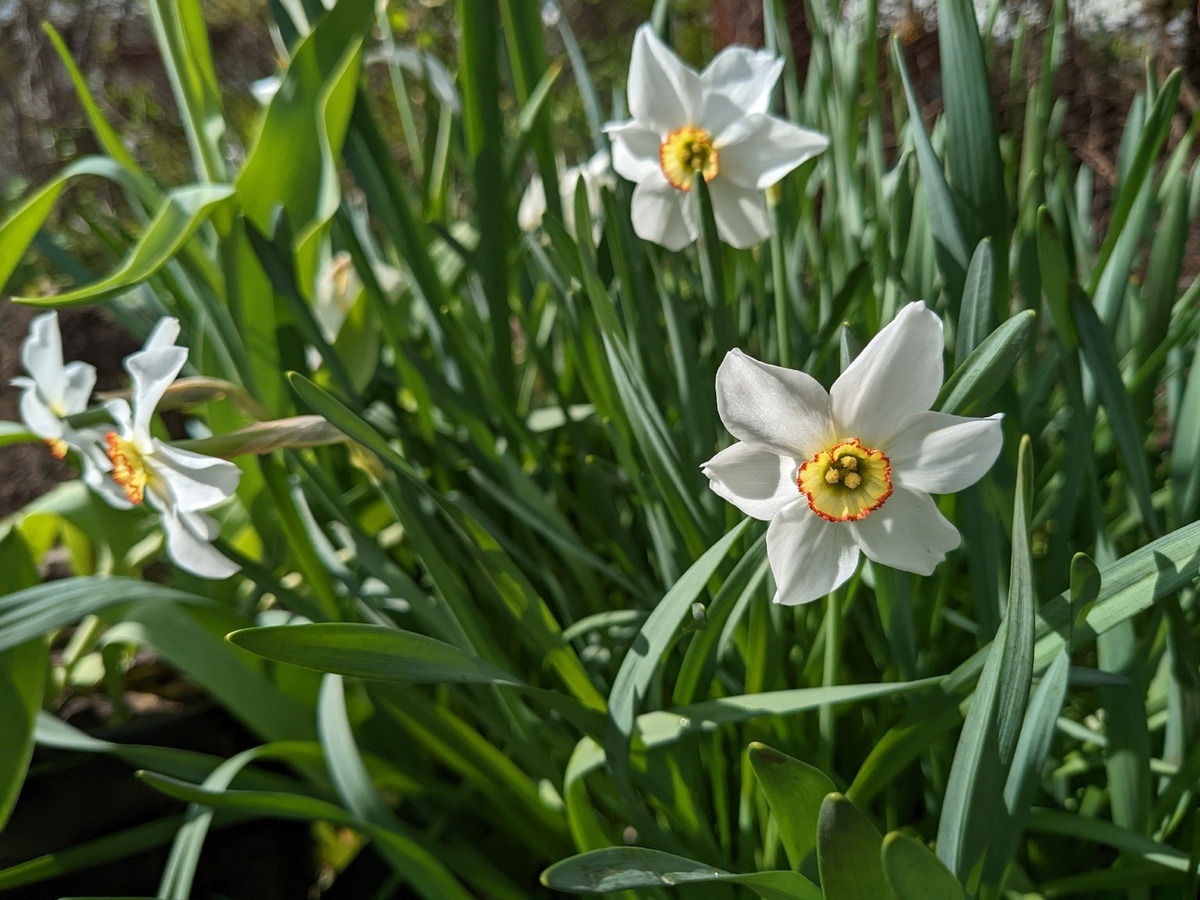 "Глаз фазана"