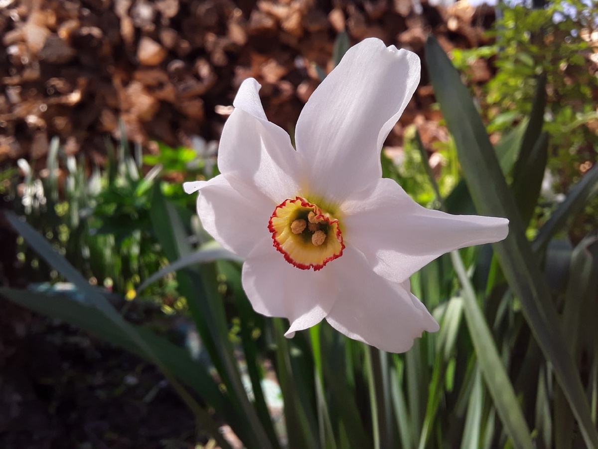 Нарцисс поэтический