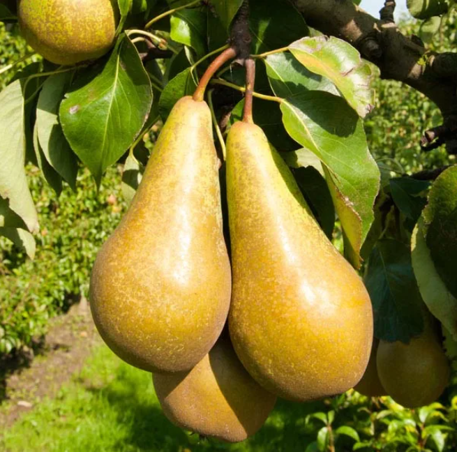 сорт Парижанка