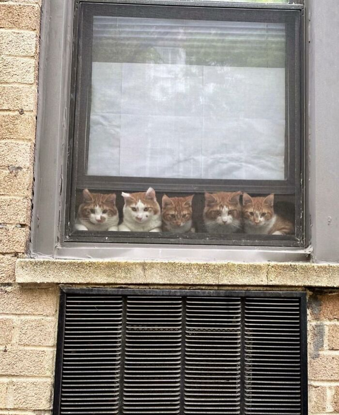 Источник: @windowkitty