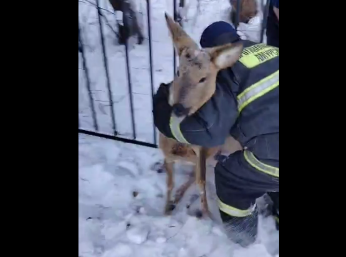 В ходе просмотра видео долго не можешь понять, что за рёв сопровождает кадры. Оказалось, что так громко и басом, словно слон, от страха кричит косуля / Фото: телеграм-канал «Амурские спасатели»