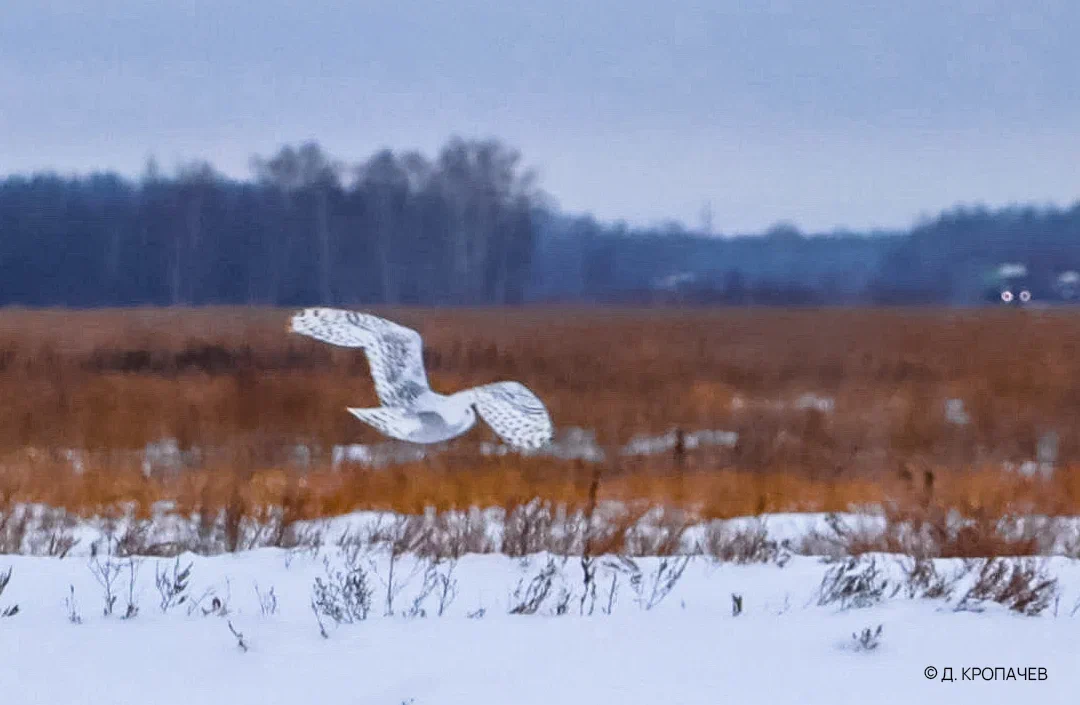 Белая сова в Васюганском заповеднике