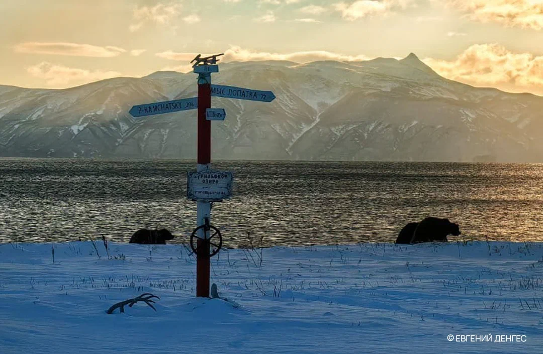 Бурые медведи