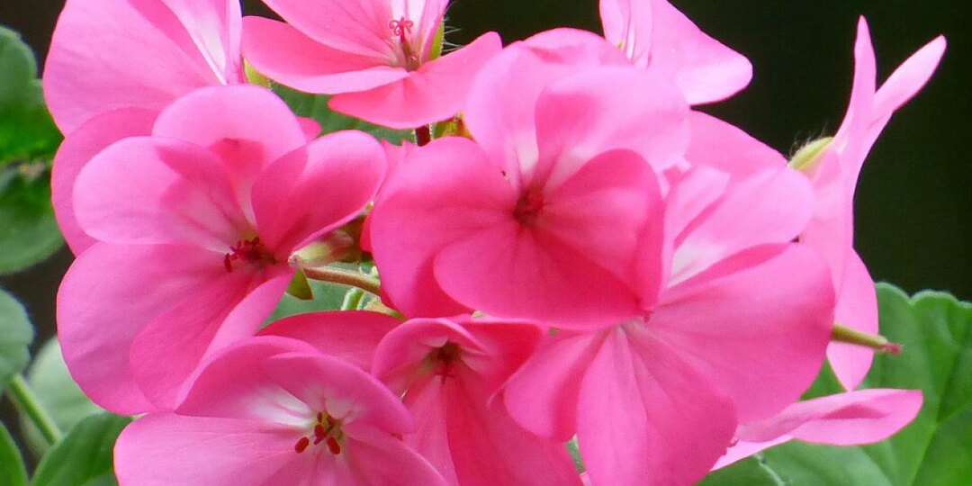 Как правильно ухаживать за геранью зимой и летом